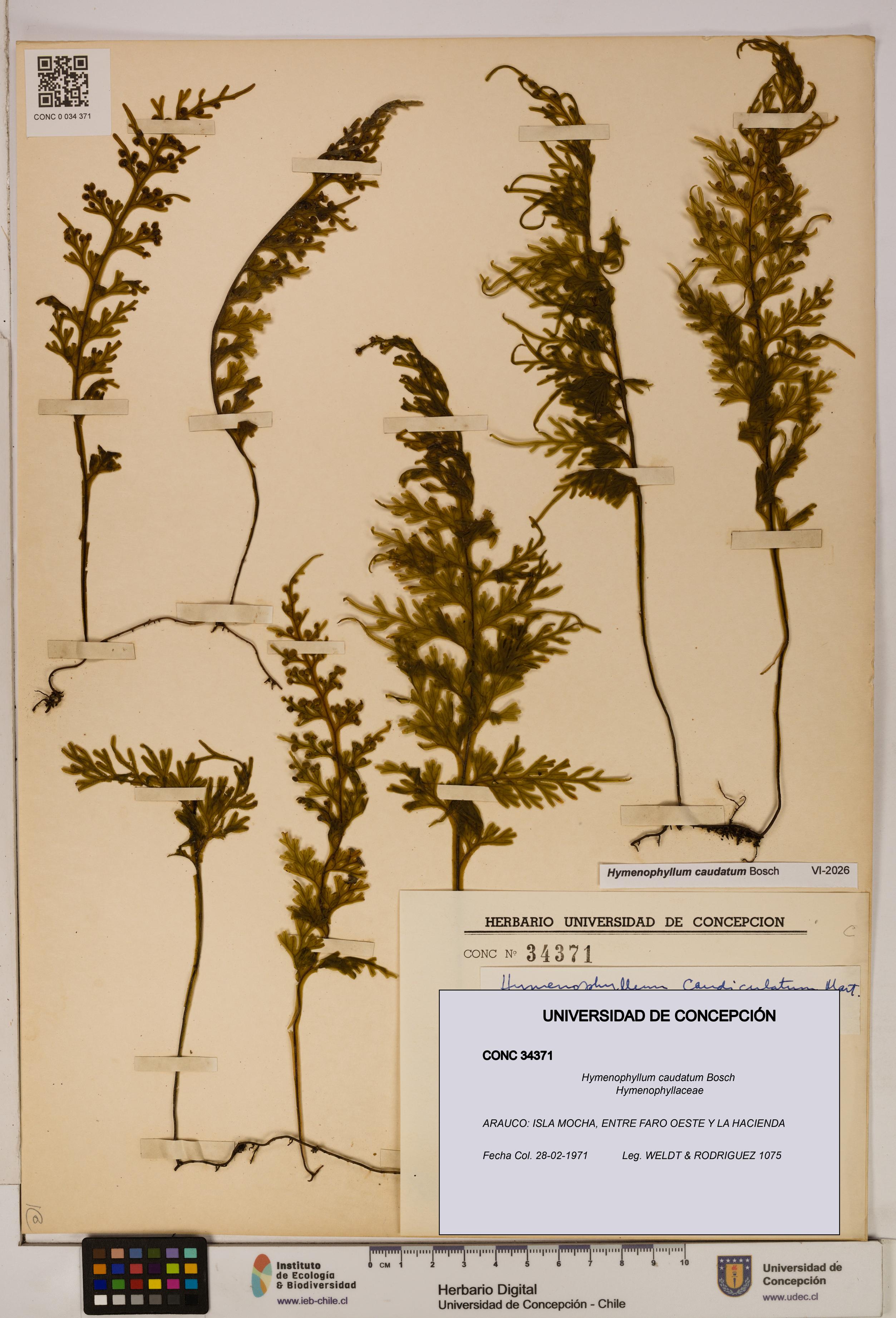 Hymenophyllum caudatum [Espécimen: UDEC:CONC:0034371]