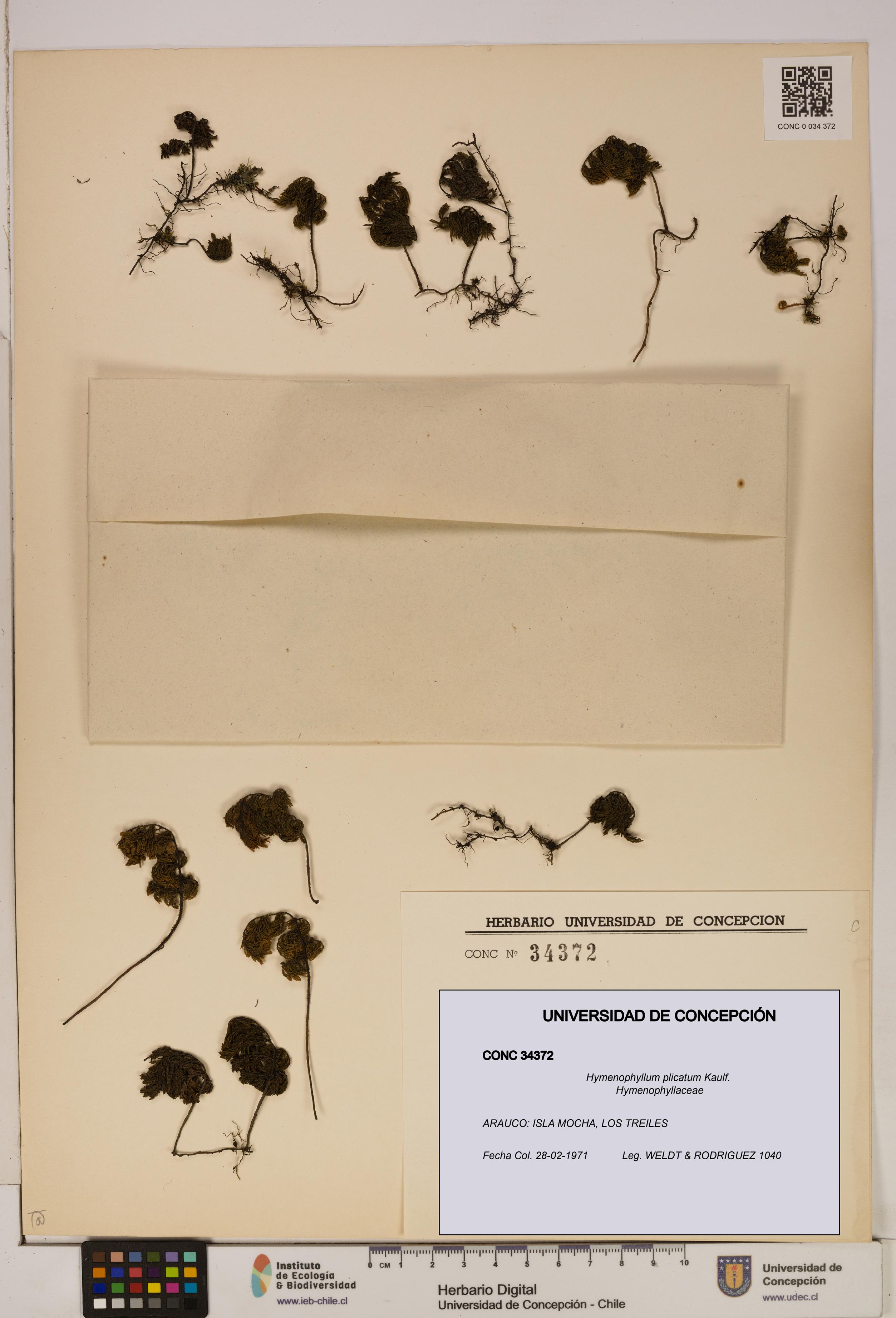 Hymenophyllum plicatum [Espécimen: ]