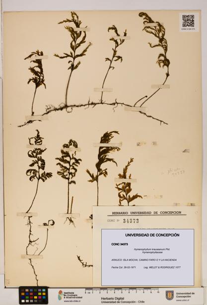 Hymenophyllum krauseanum [Espécimen: ]