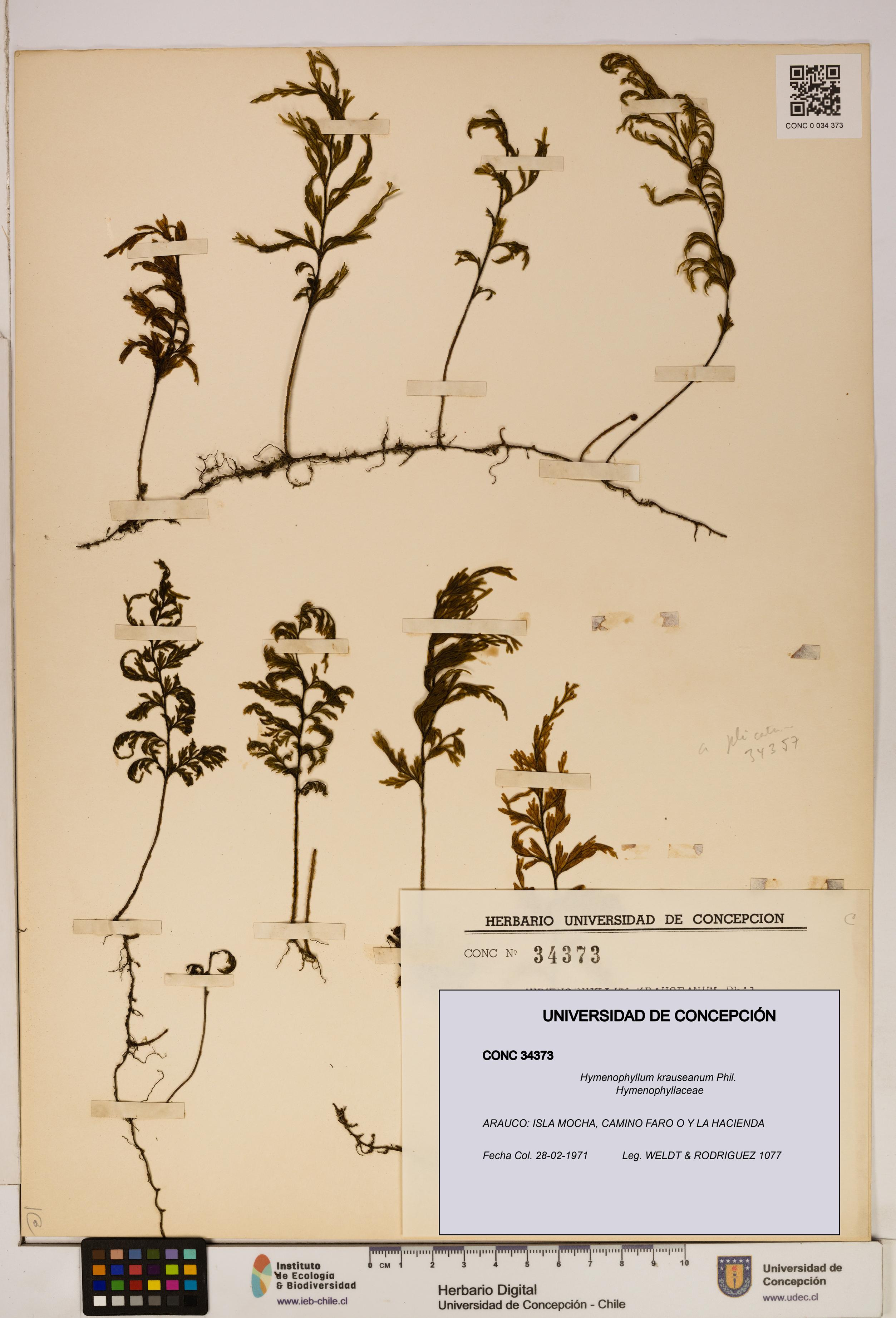 Hymenophyllum krauseanum [Espécimen: ]