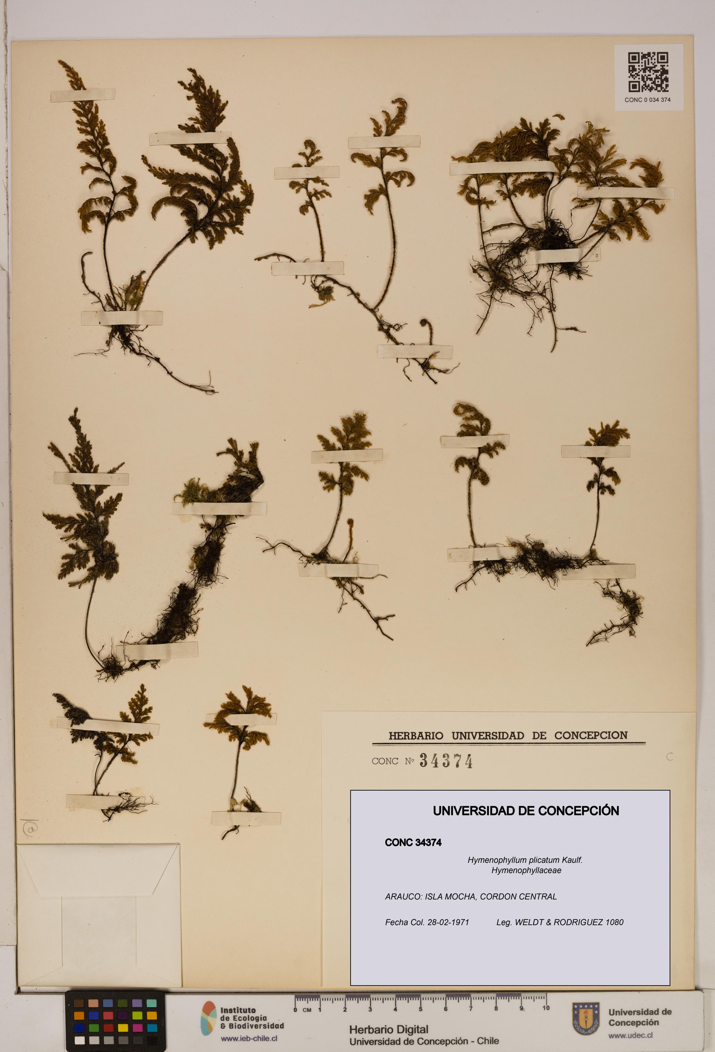 Hymenophyllum plicatum [Espécimen: ]