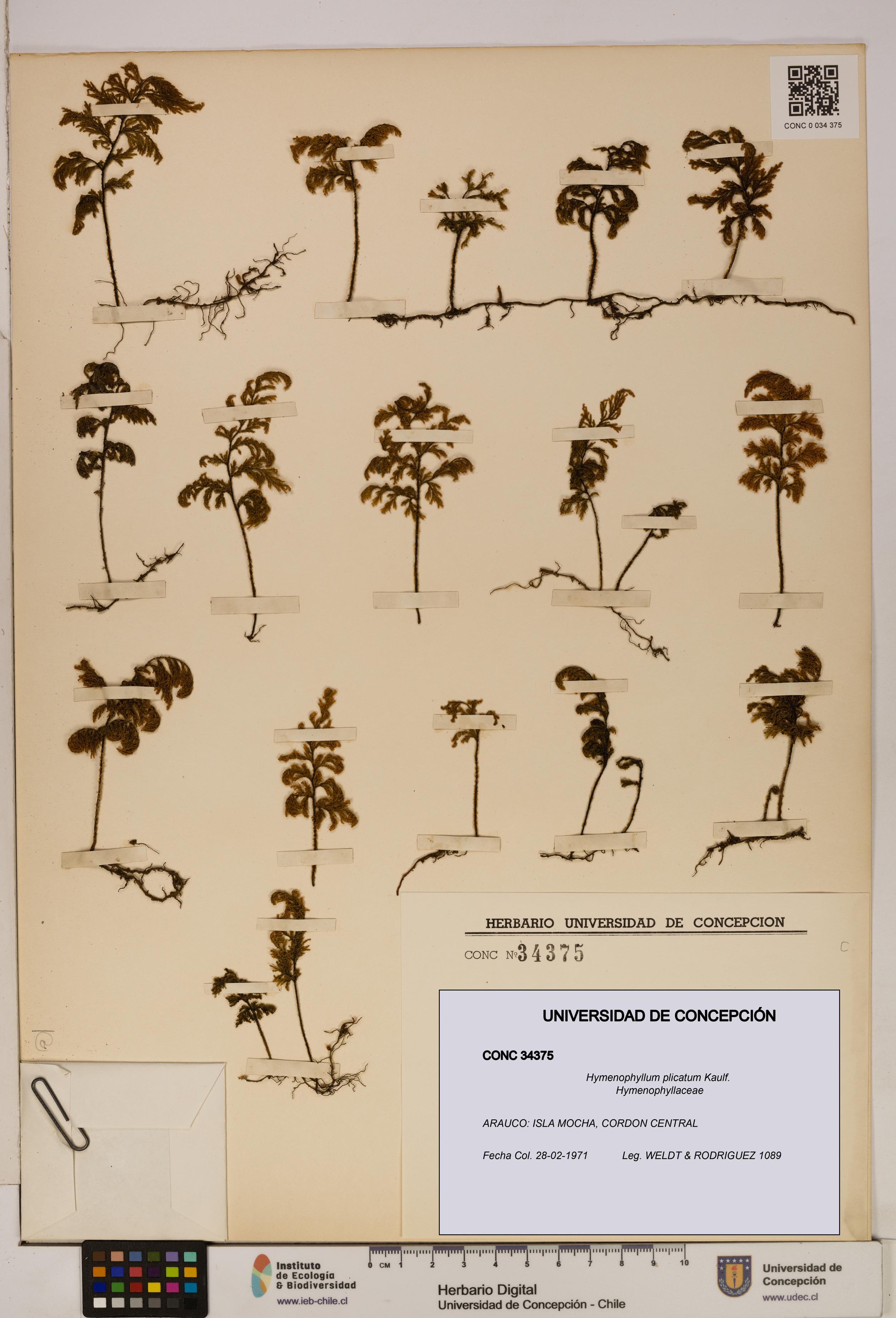Hymenophyllum plicatum [Espécimen: ]
