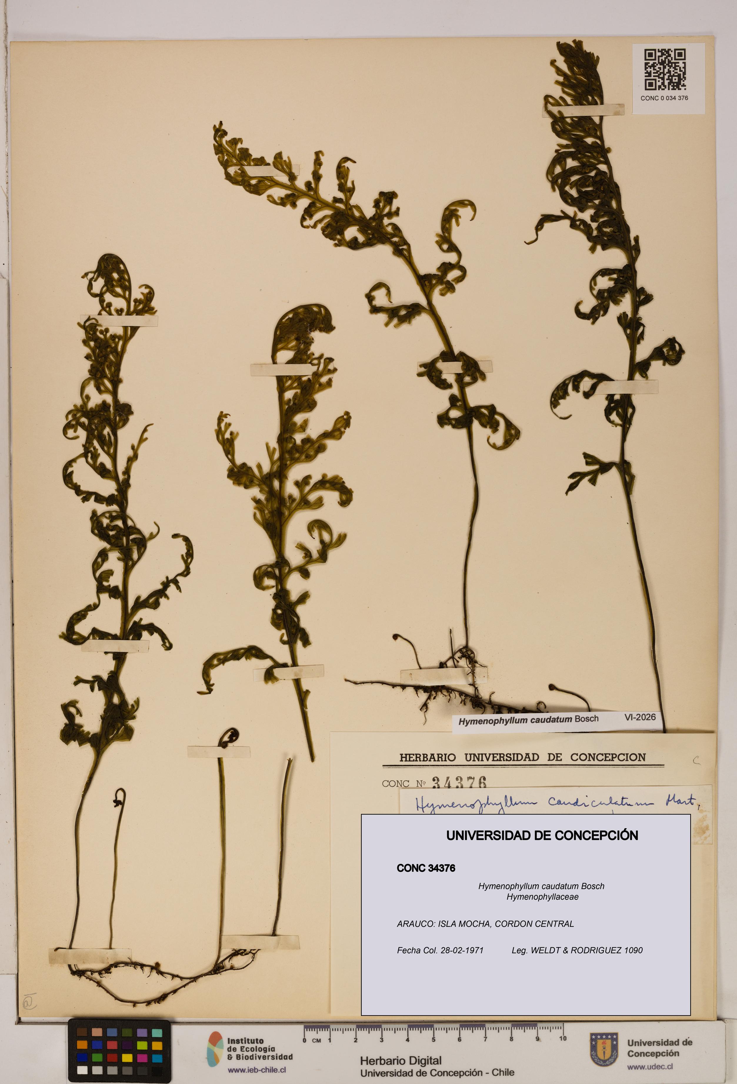 Hymenophyllum caudatum [Espécimen: UDEC:CONC:0034376]