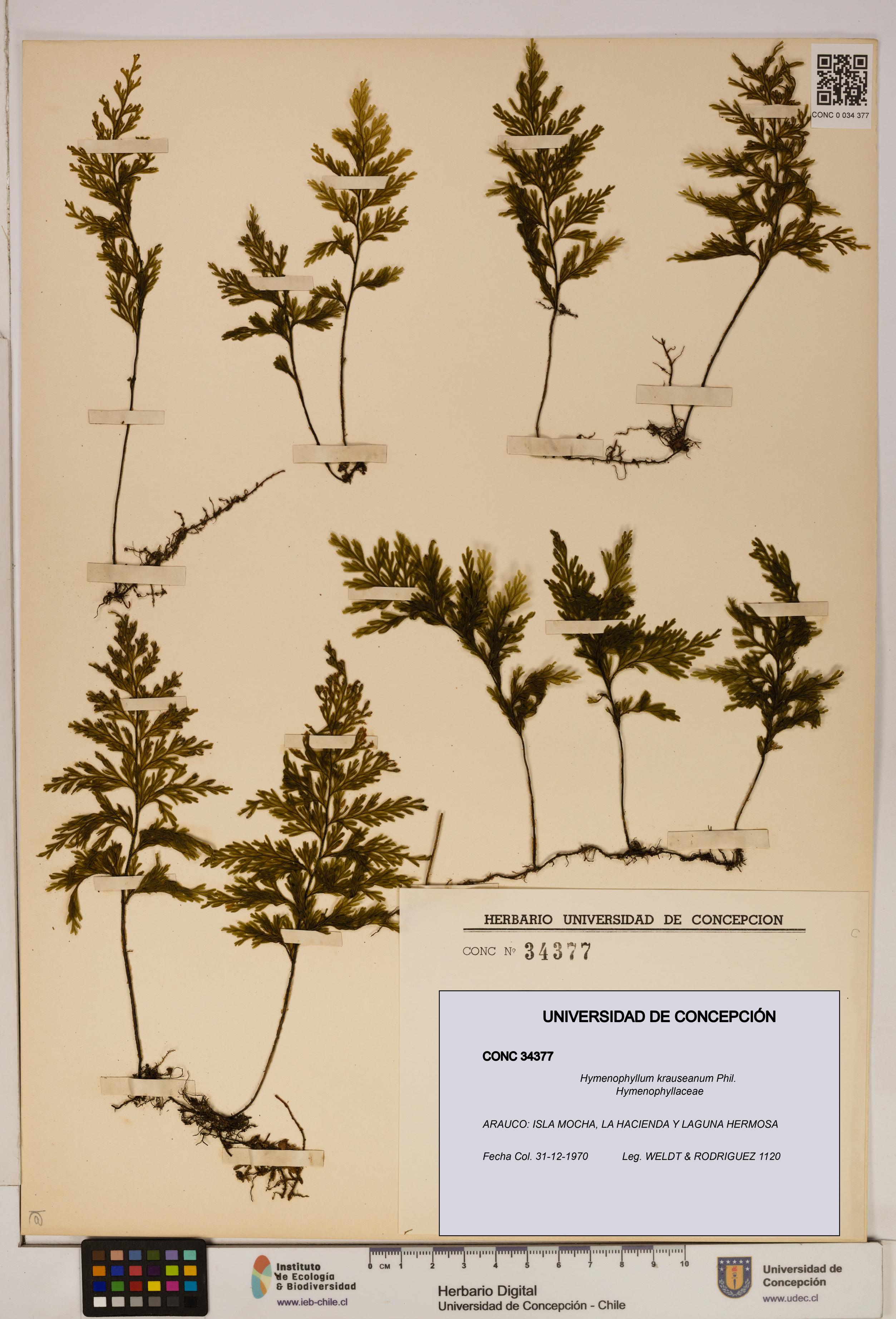 Hymenophyllum krauseanum [Espécimen: ]