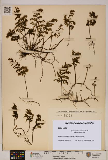 Hymenophyllum plicatum [Espécimen: ]