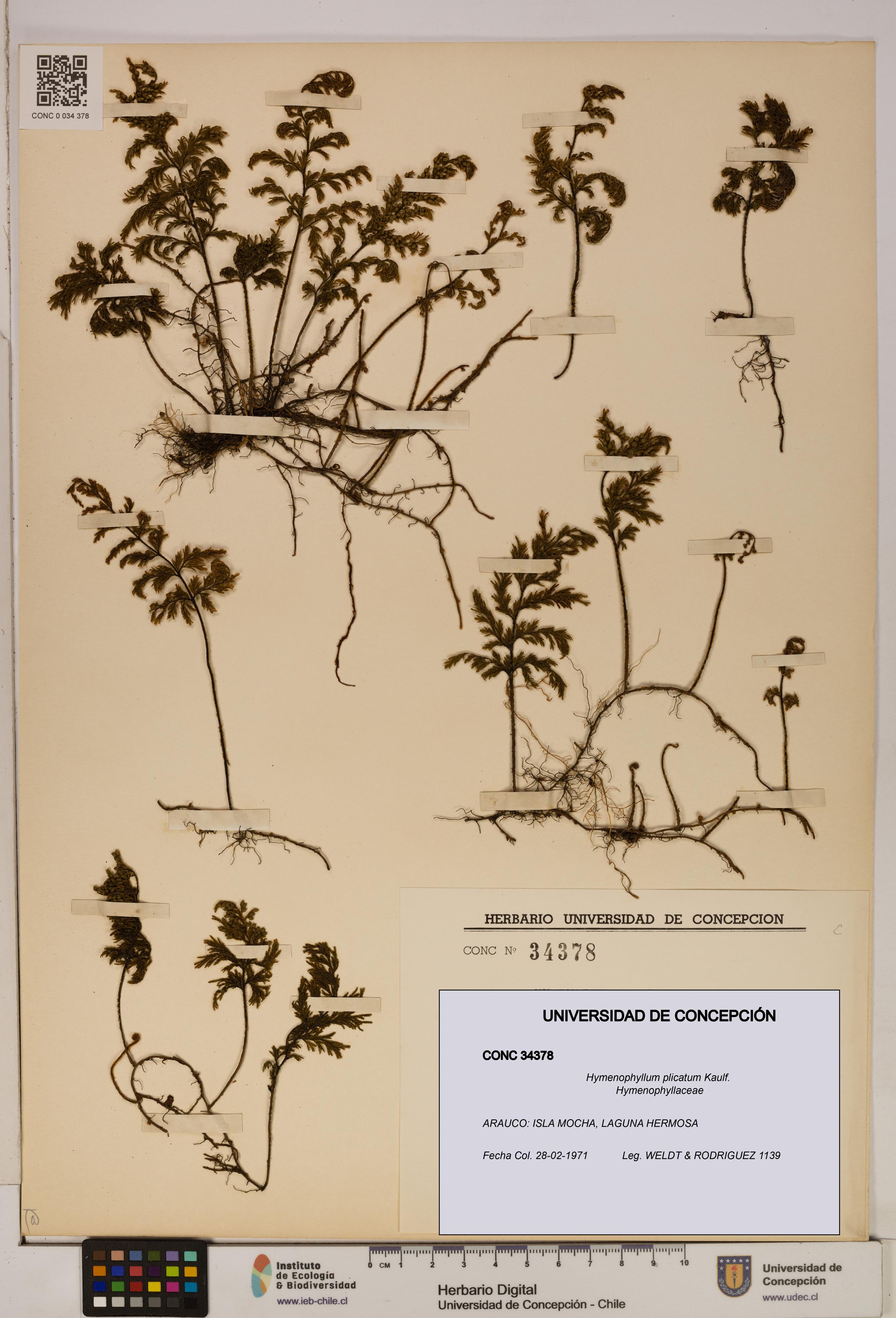 Hymenophyllum plicatum [Espécimen: ]