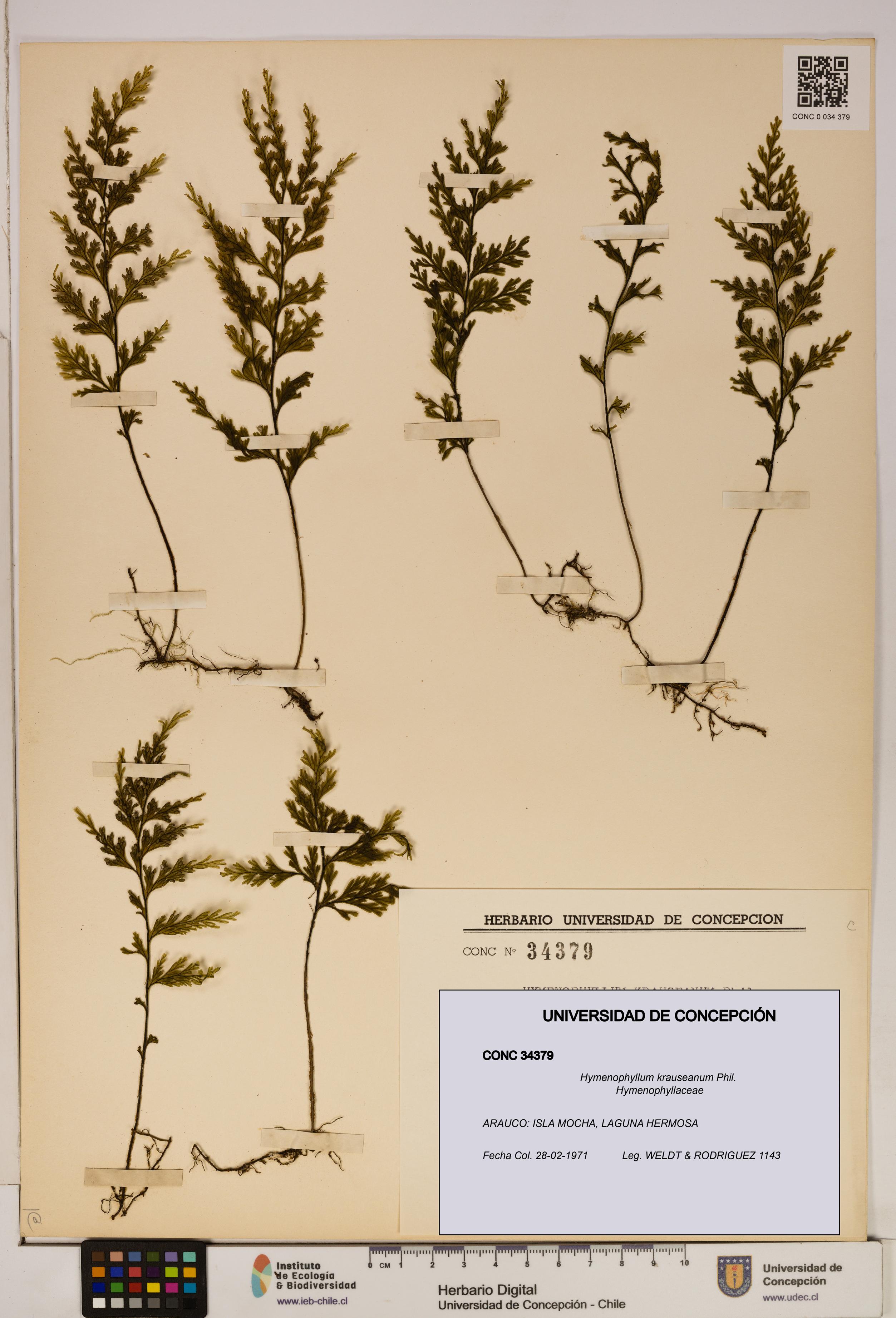 Hymenophyllum krauseanum [Espécimen: ]