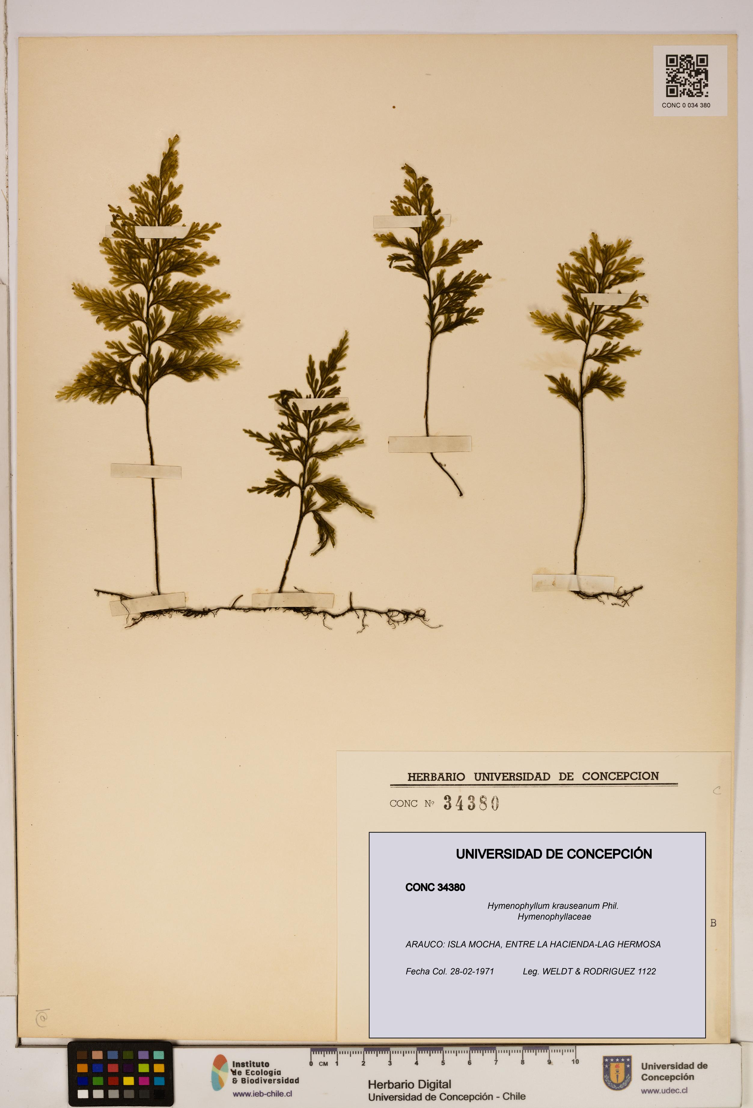 Hymenophyllum krauseanum [Espécimen: ]