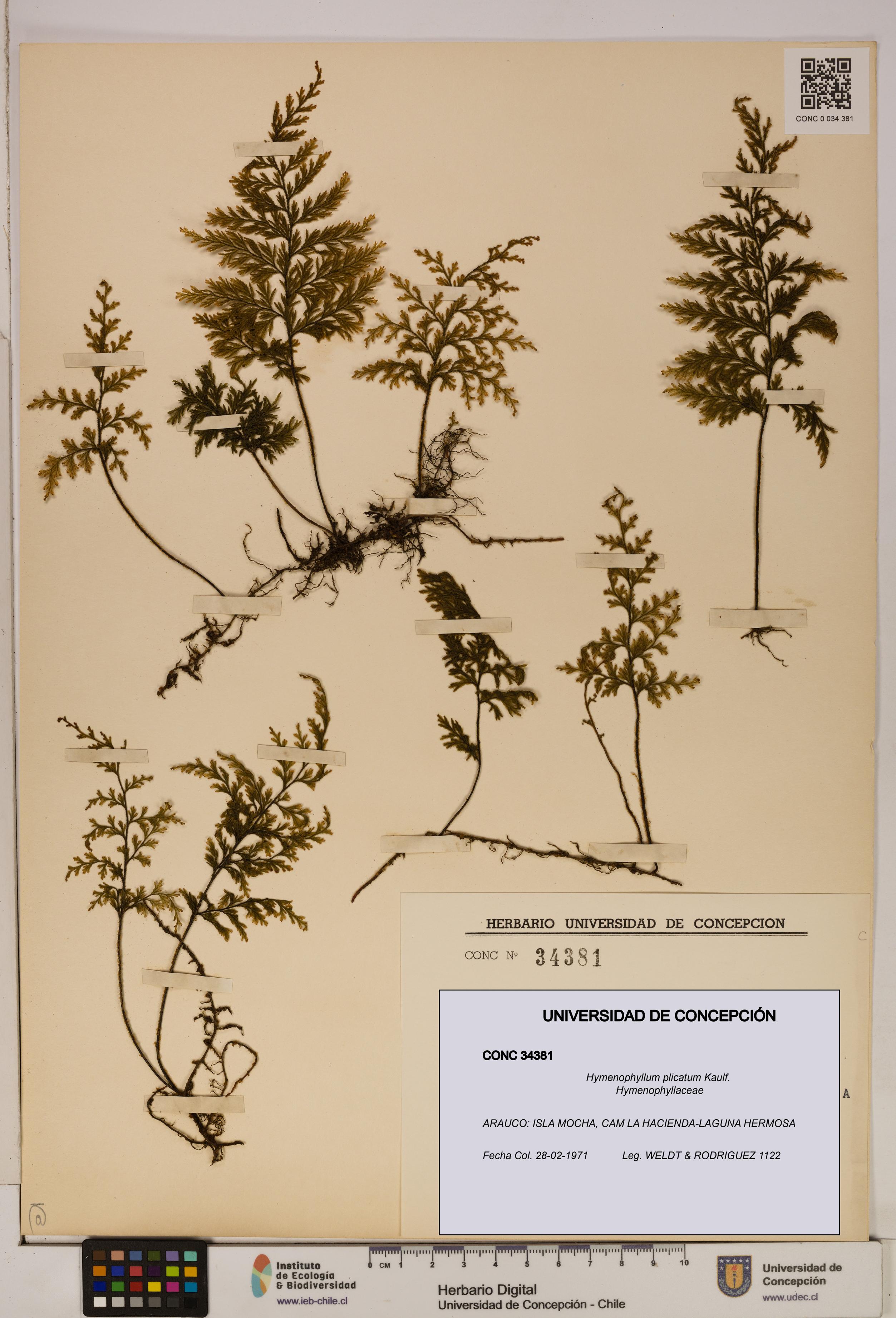 Hymenophyllum plicatum [Espécimen: ]
