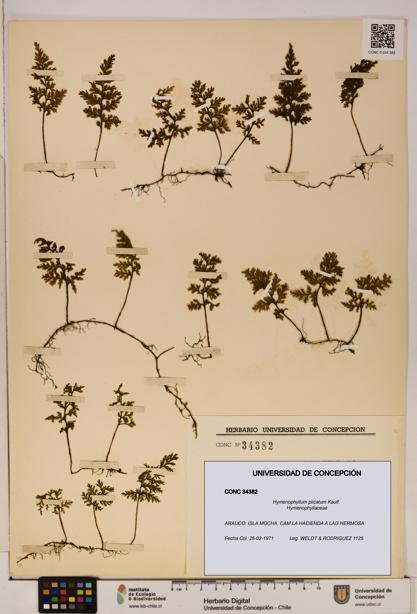 Hymenophyllum plicatum [Espécimen: ]