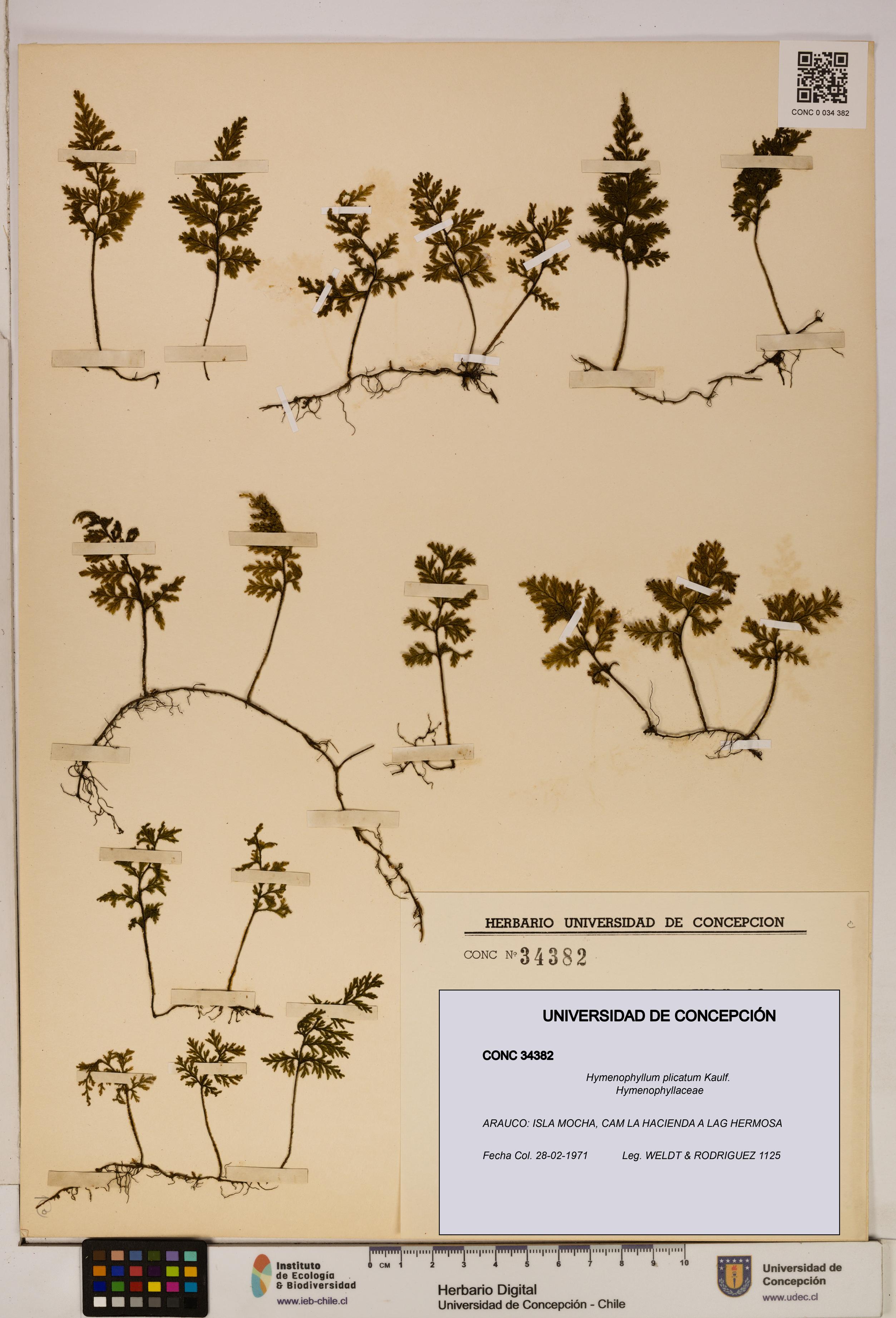 Hymenophyllum plicatum [Espécimen: ]