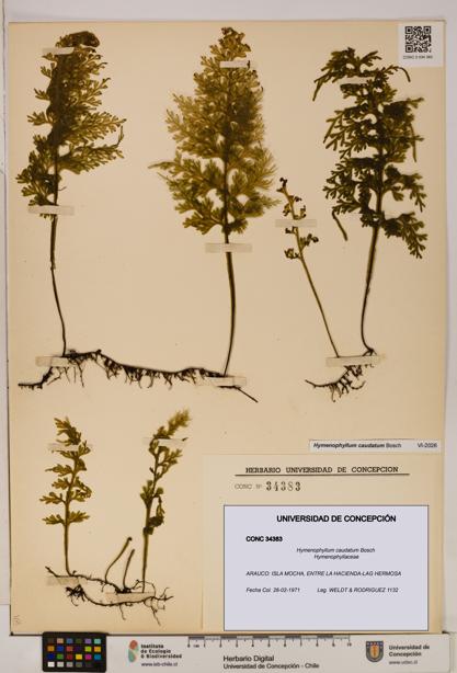Hymenophyllum caudatum [Espécimen: UDEC:CONC:0034383]