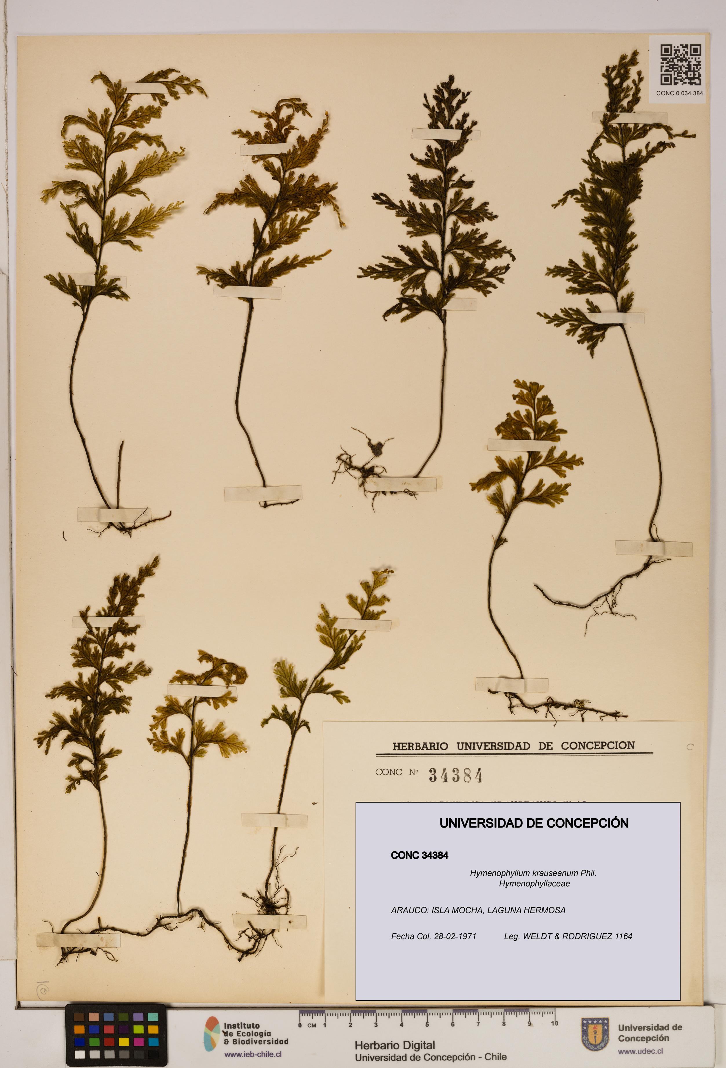 Hymenophyllum krauseanum [Espécimen: ]