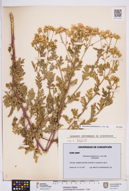 Tanacetum parthenium [Espécimen: ]