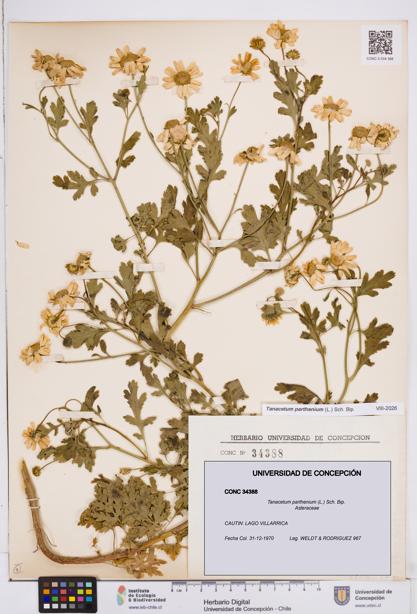 Tanacetum parthenium [Espécimen: ]
