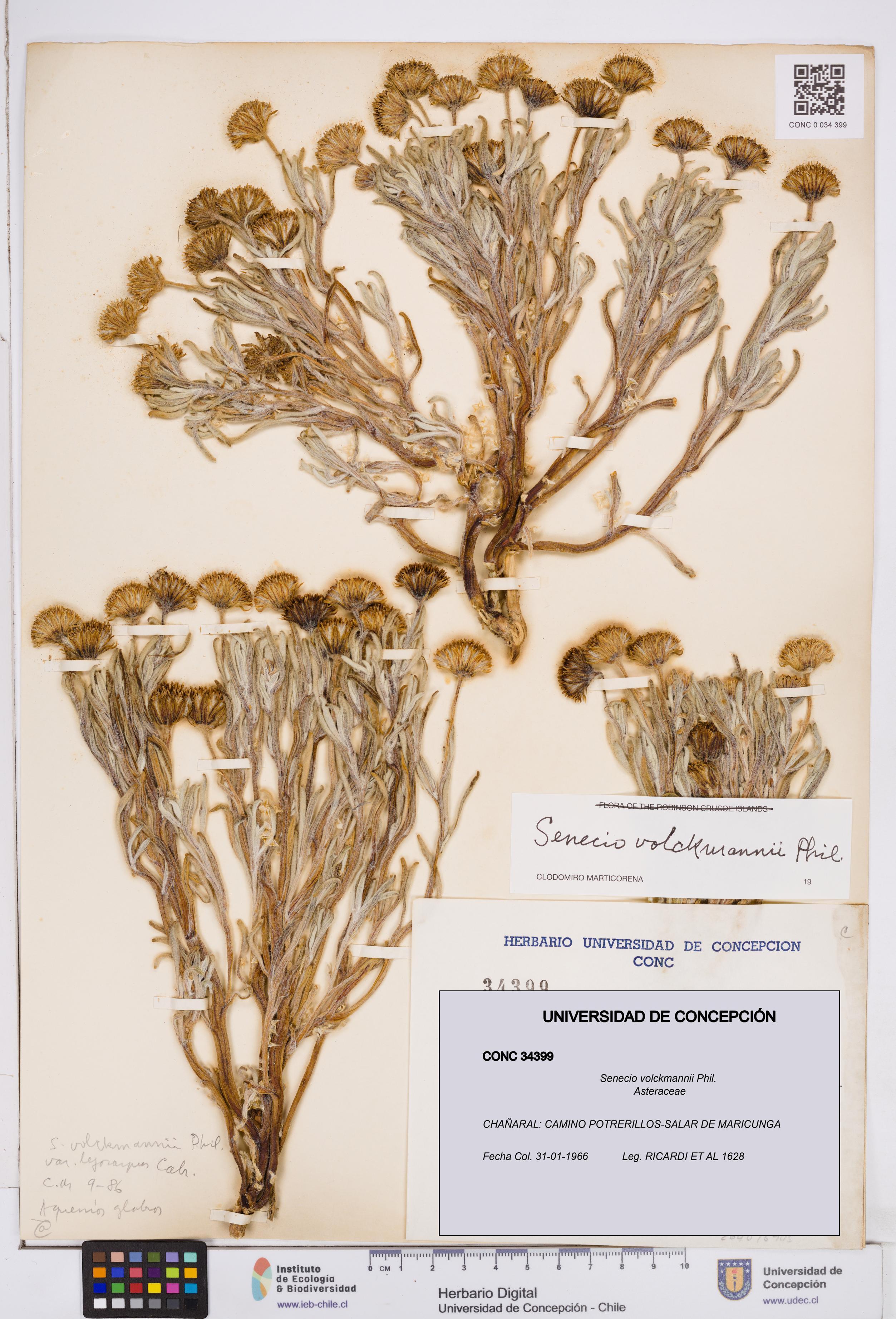 Senecio volckmannii [Espécimen: ]