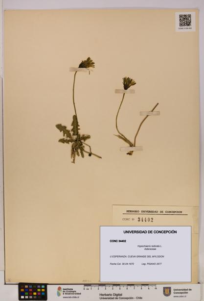 Hypochaeris radicata [Espécimen: UDEC:CONC:0034402]