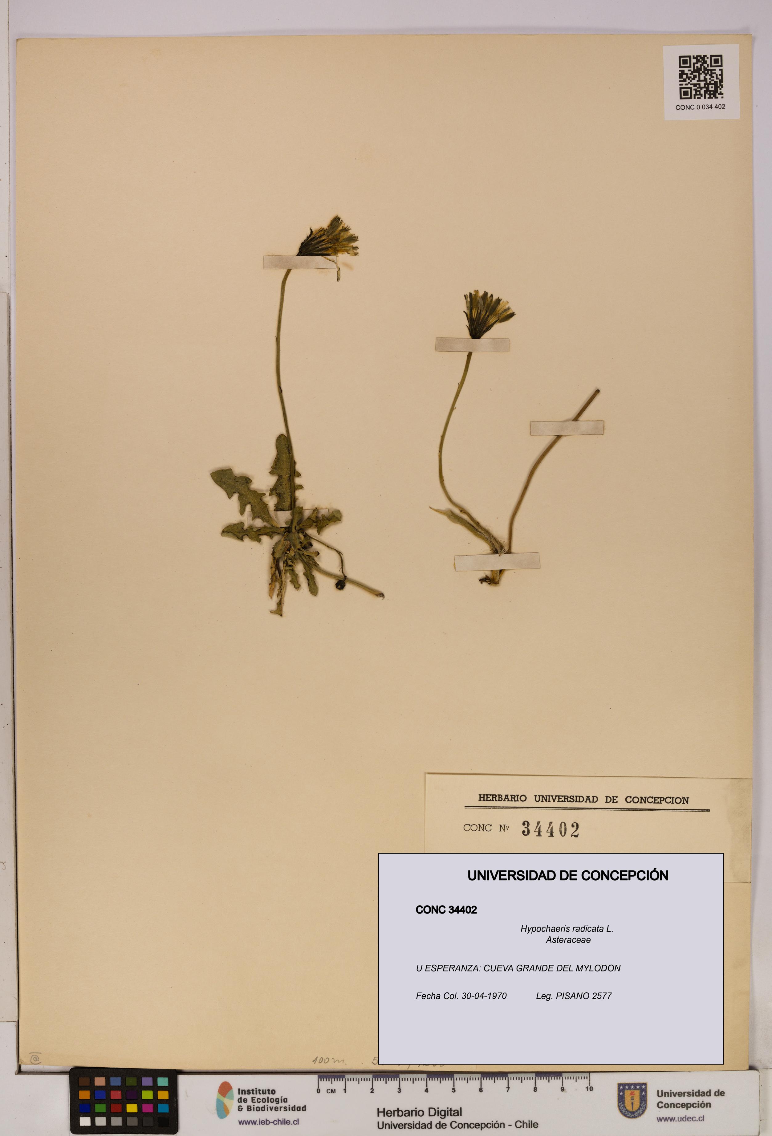 Hypochaeris radicata [Espécimen: UDEC:CONC:0034402]