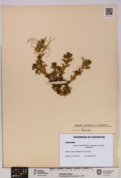 Epilobium australe [Espécimen: UDEC:CONC:0034405]