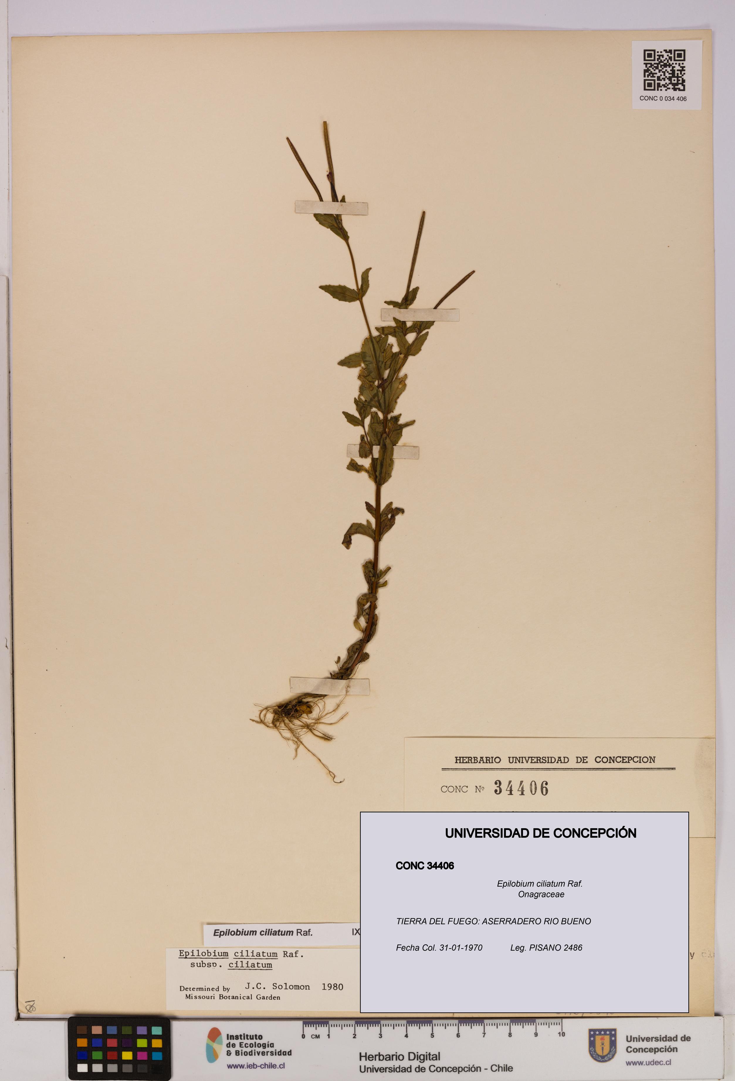 Epilobium ciliatum [Espécimen: UDEC:CONC:0034406]