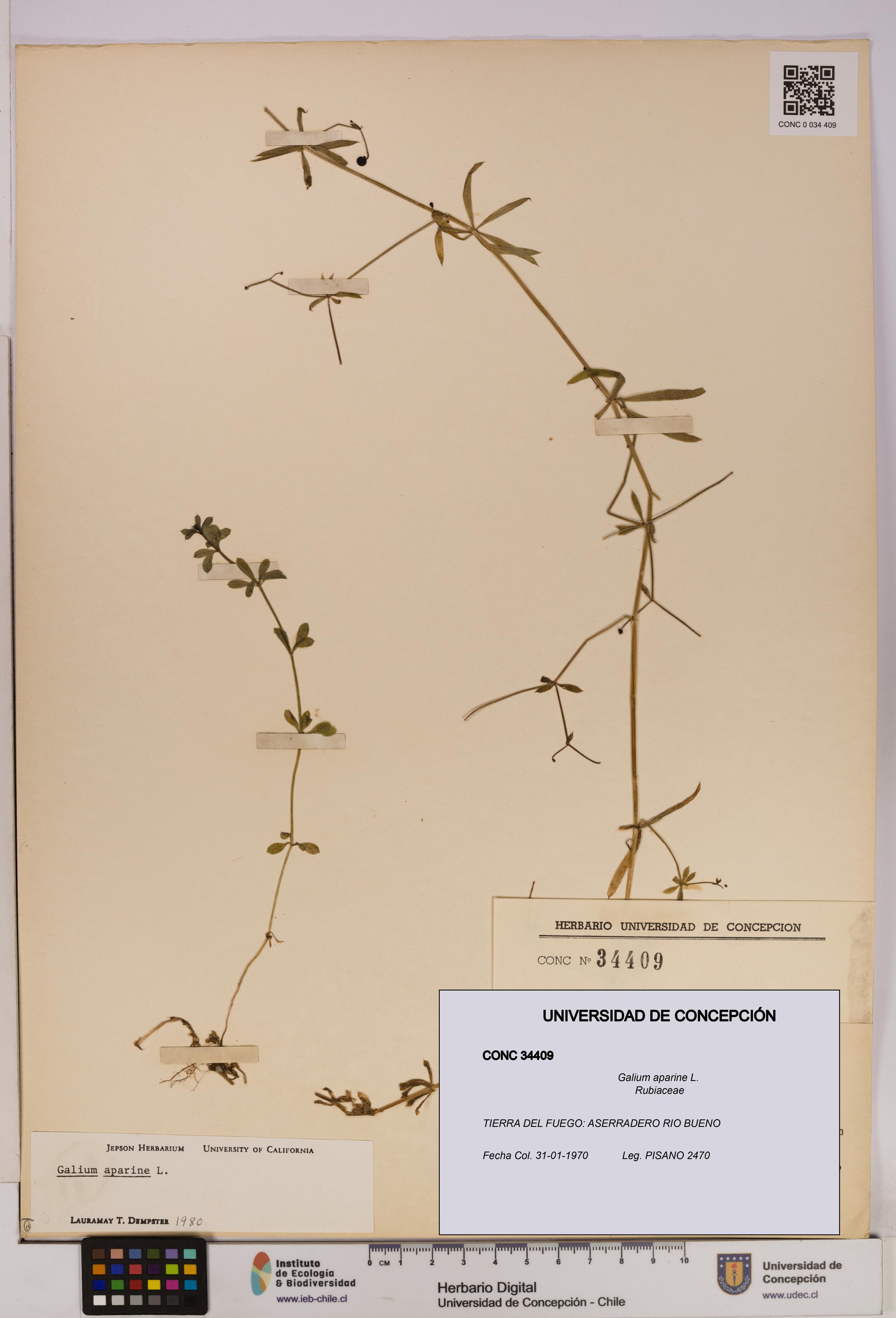 Galium aparine [Espécimen: UDEC:CONC:0034409]