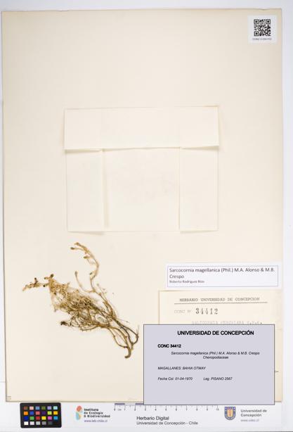 Sarcocornia magellanica [Espécimen: UDEC:CONC:0034412]