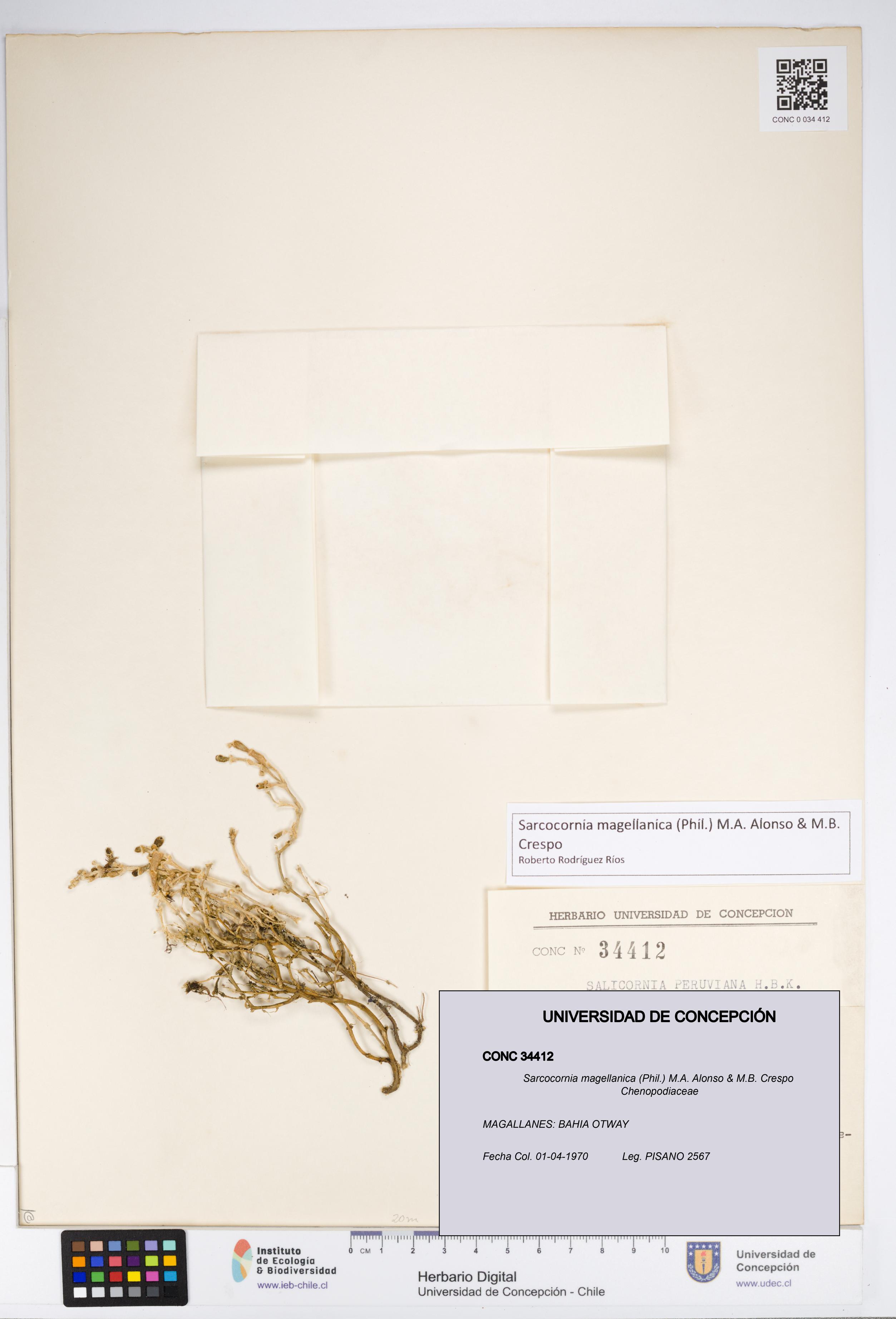 Sarcocornia magellanica [Espécimen: UDEC:CONC:0034412]