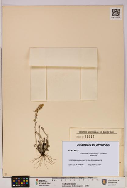 Gamochaeta chamissonis [Espécimen: UDEC:CONC:0034414]