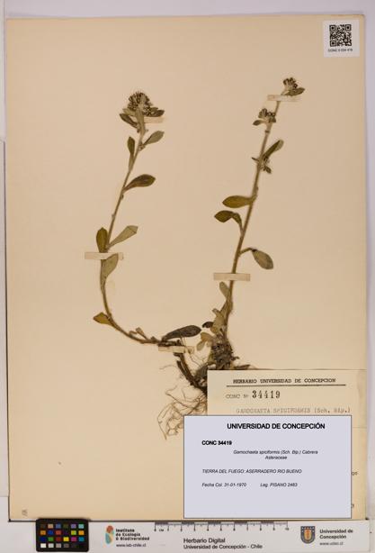 Gamochaeta spiciformis [Espécimen: UDEC:CONC:0034419]