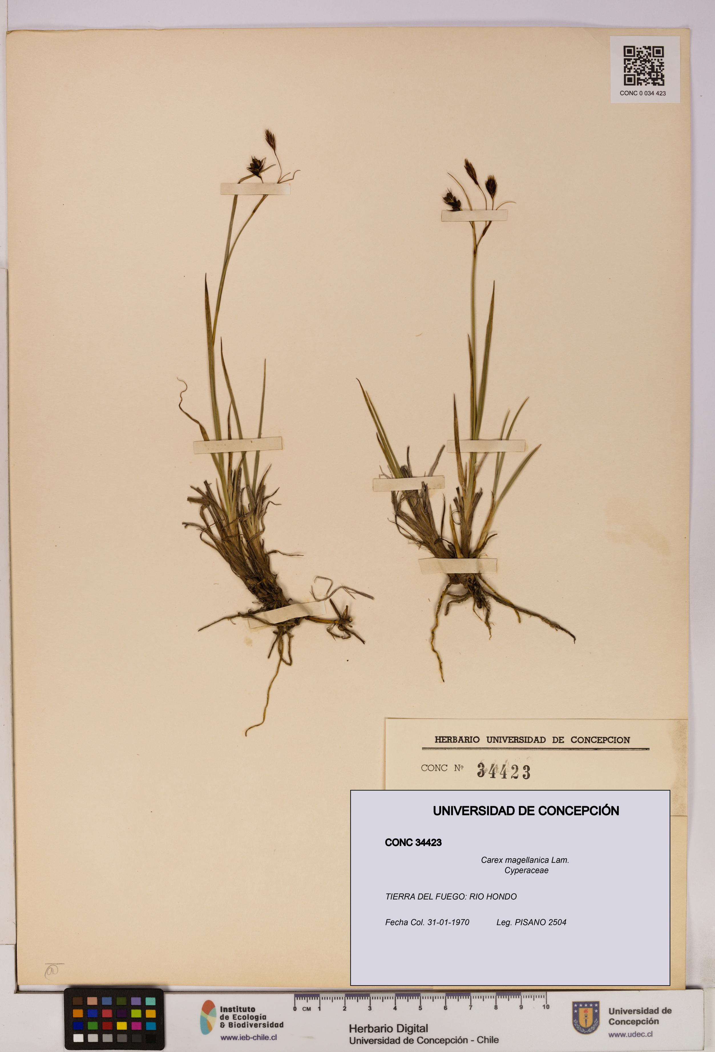 Carex magellanica [Espécimen: UDEC:CONC:0034423]