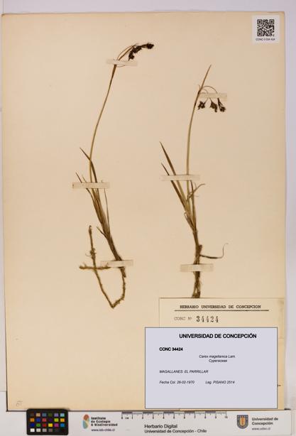 Carex magellanica [Espécimen: UDEC:CONC:0034424]