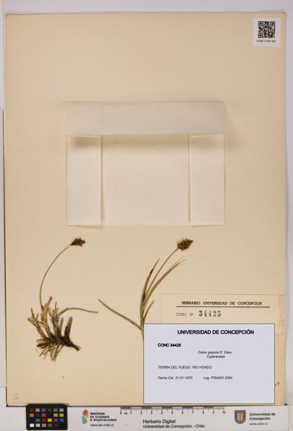 Carex gayana [Espécimen: UDEC:CONC:0034425]