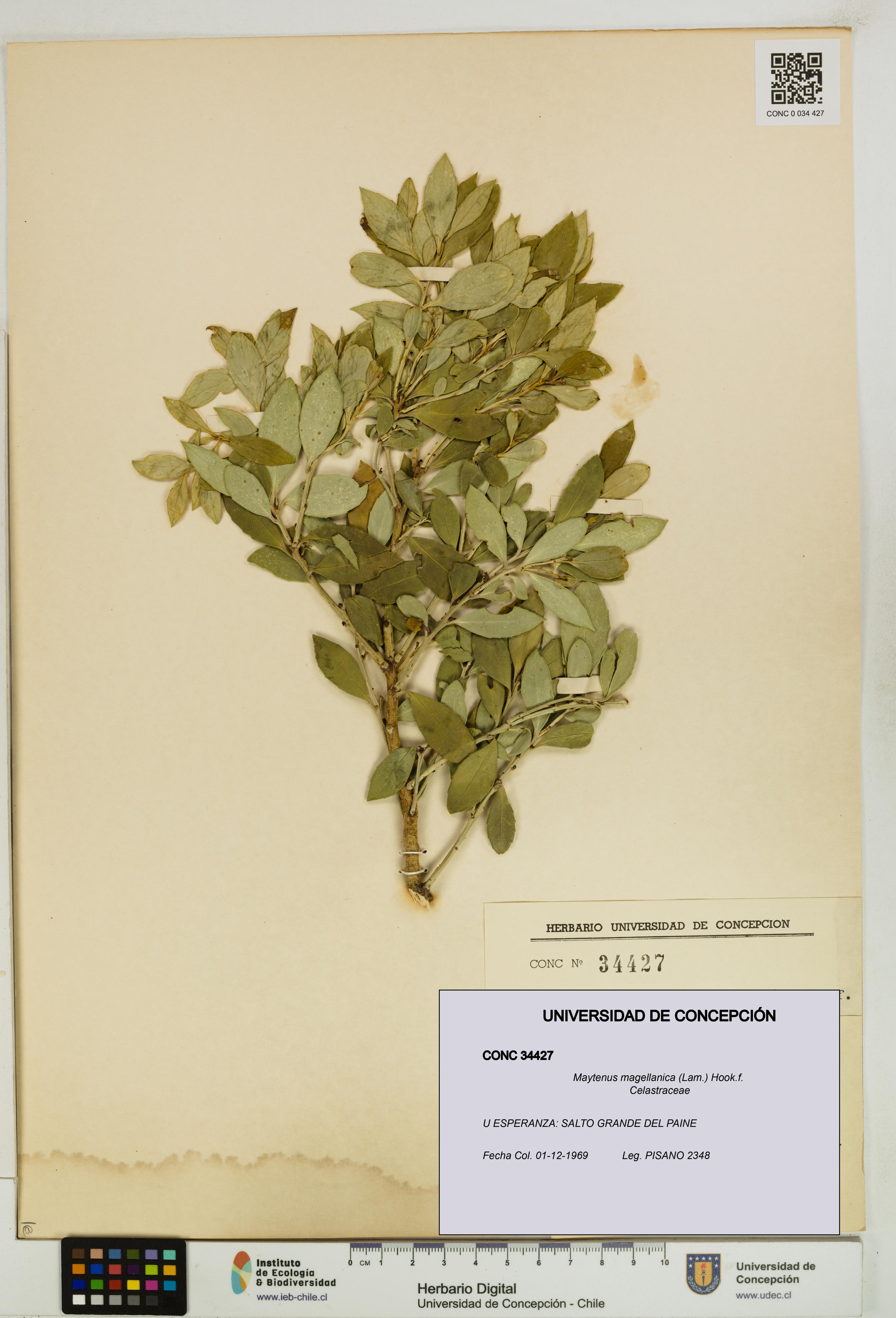 Maytenus magellanica [Espécimen: UDEC:CONC:0034427]