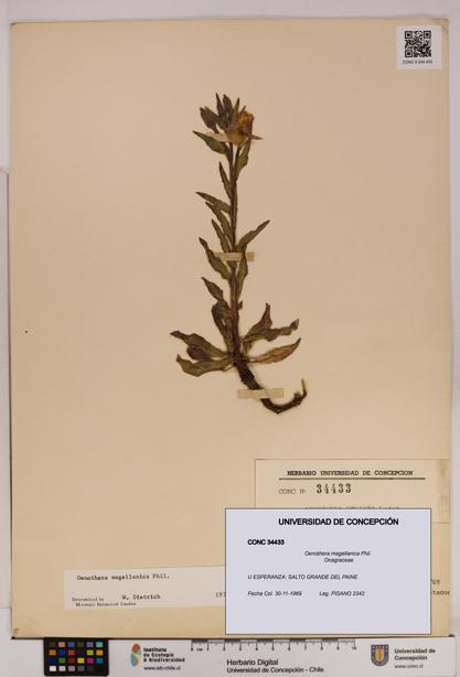 Oenothera magellanica [Espécimen: UDEC:CONC:0034433]
