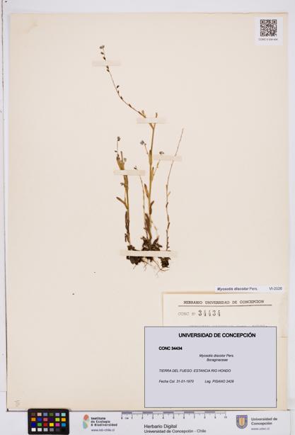 Myosotis discolor [Espécimen: ]