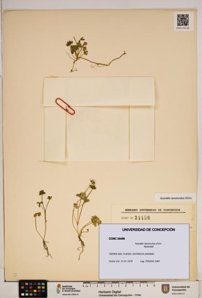 Azorella ranunculus [Espécimen: ]