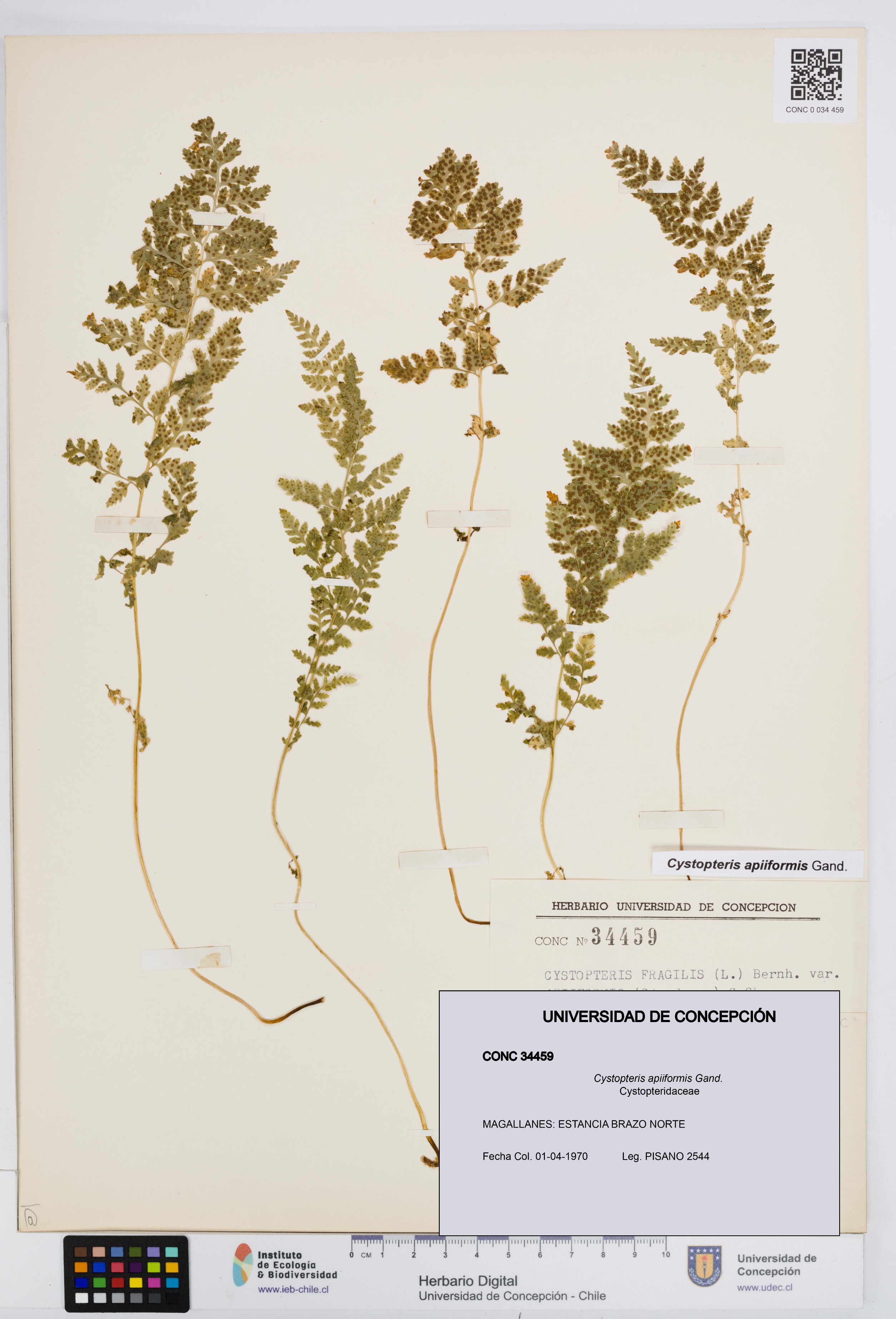 Cystopteris apiiformis [Espécimen: UDEC:CONC:0034459]
