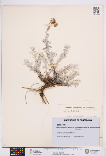 Senecio patagonicus var. lobatifolius [Espécimen: ]