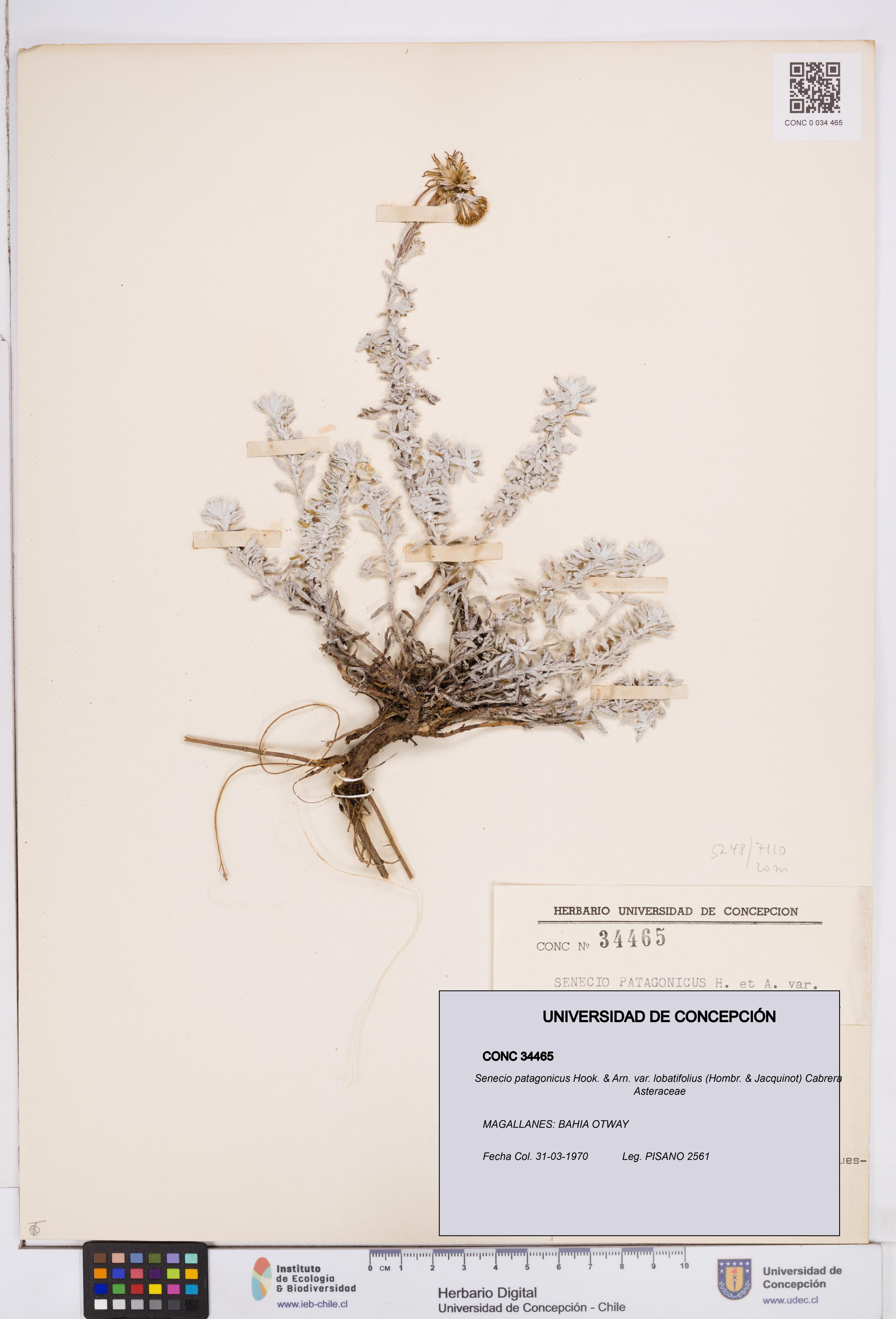 Senecio patagonicus var. lobatifolius [Espécimen: ]