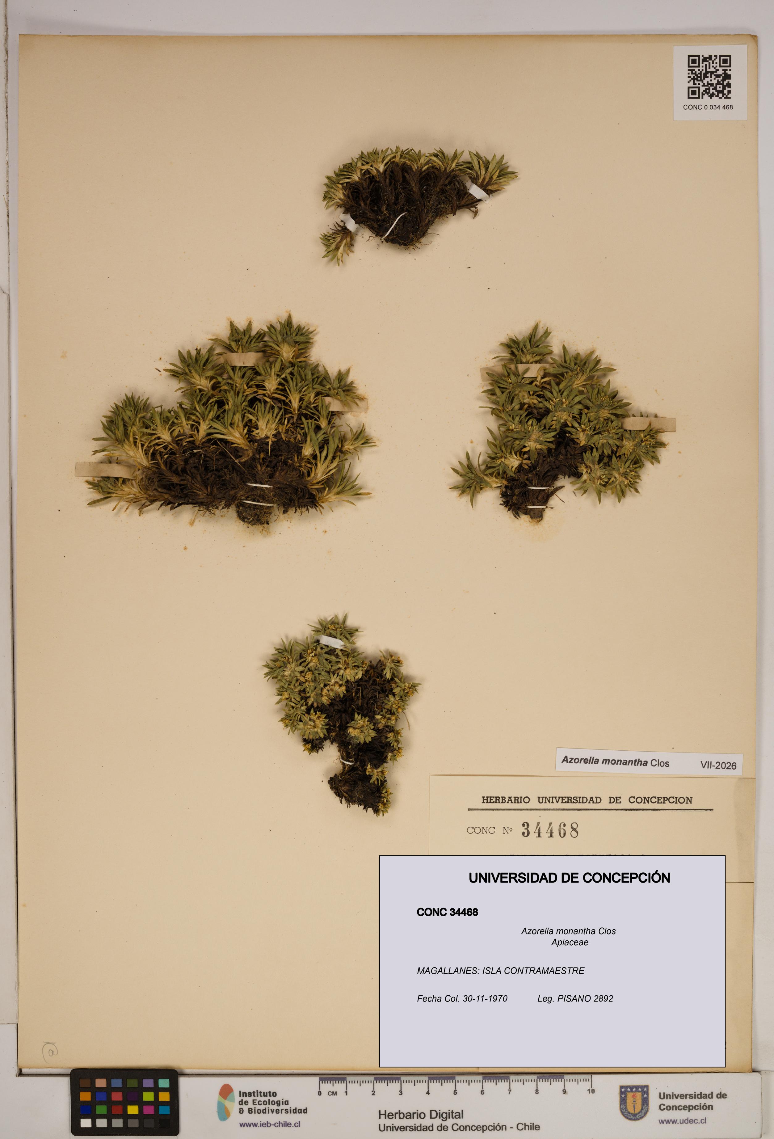 Azorella monantha [Espécimen: ]