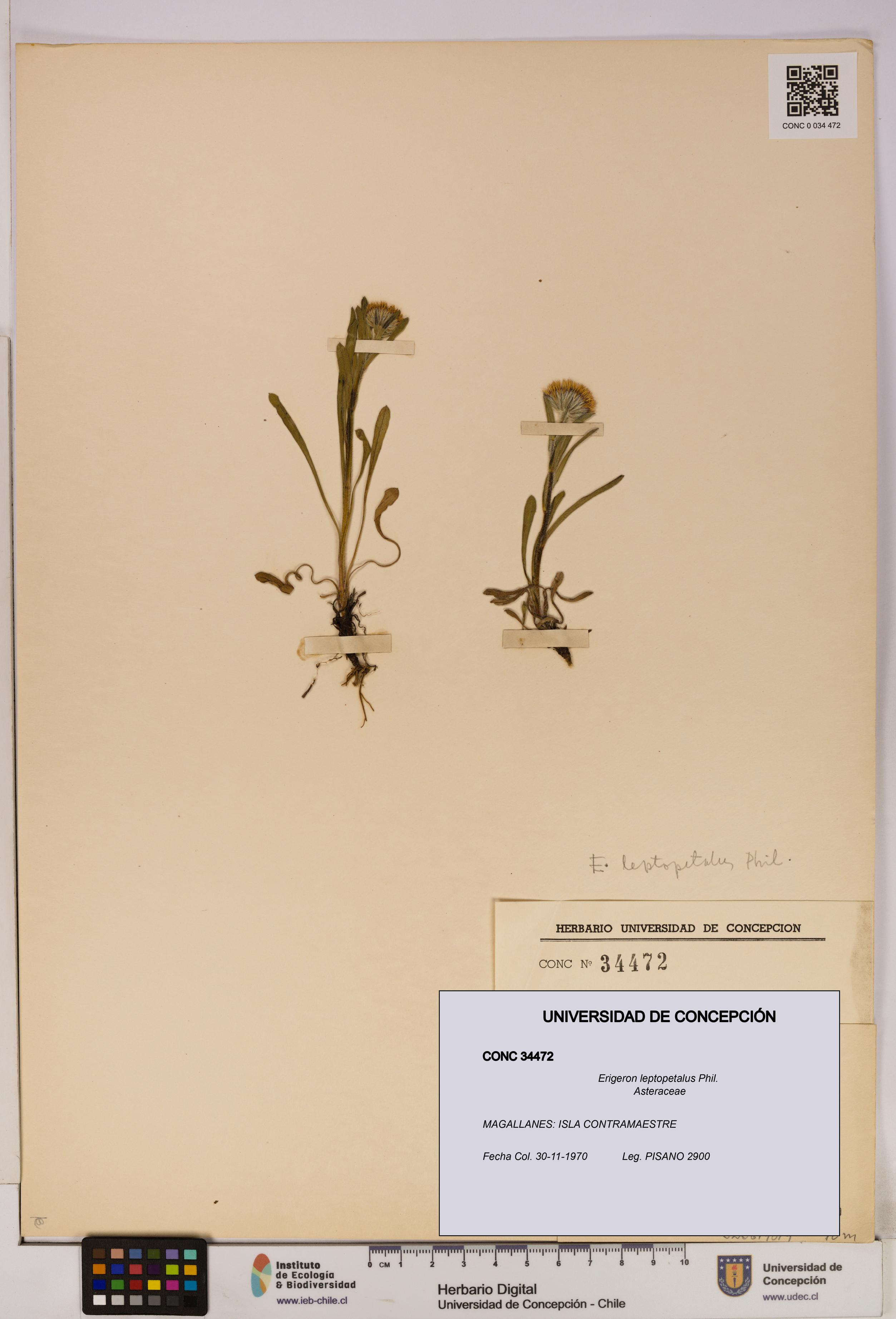 Erigeron leptopetalus [Espécimen: UDEC:CONC:0034472]