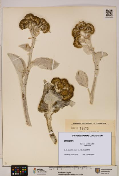 Senecio candidans [Espécimen: UDEC:CONC:0034475]