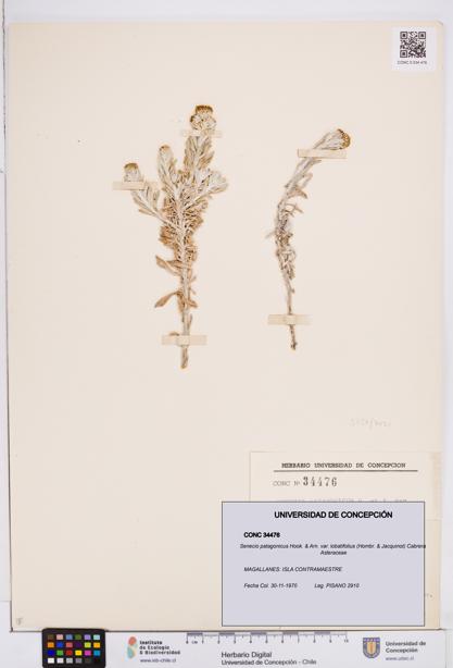Senecio patagonicus var. lobatifolius [Espécimen: ]