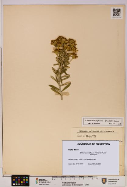 Chiliotrichum diffusum [Espécimen: UDEC:CONC:0034478]