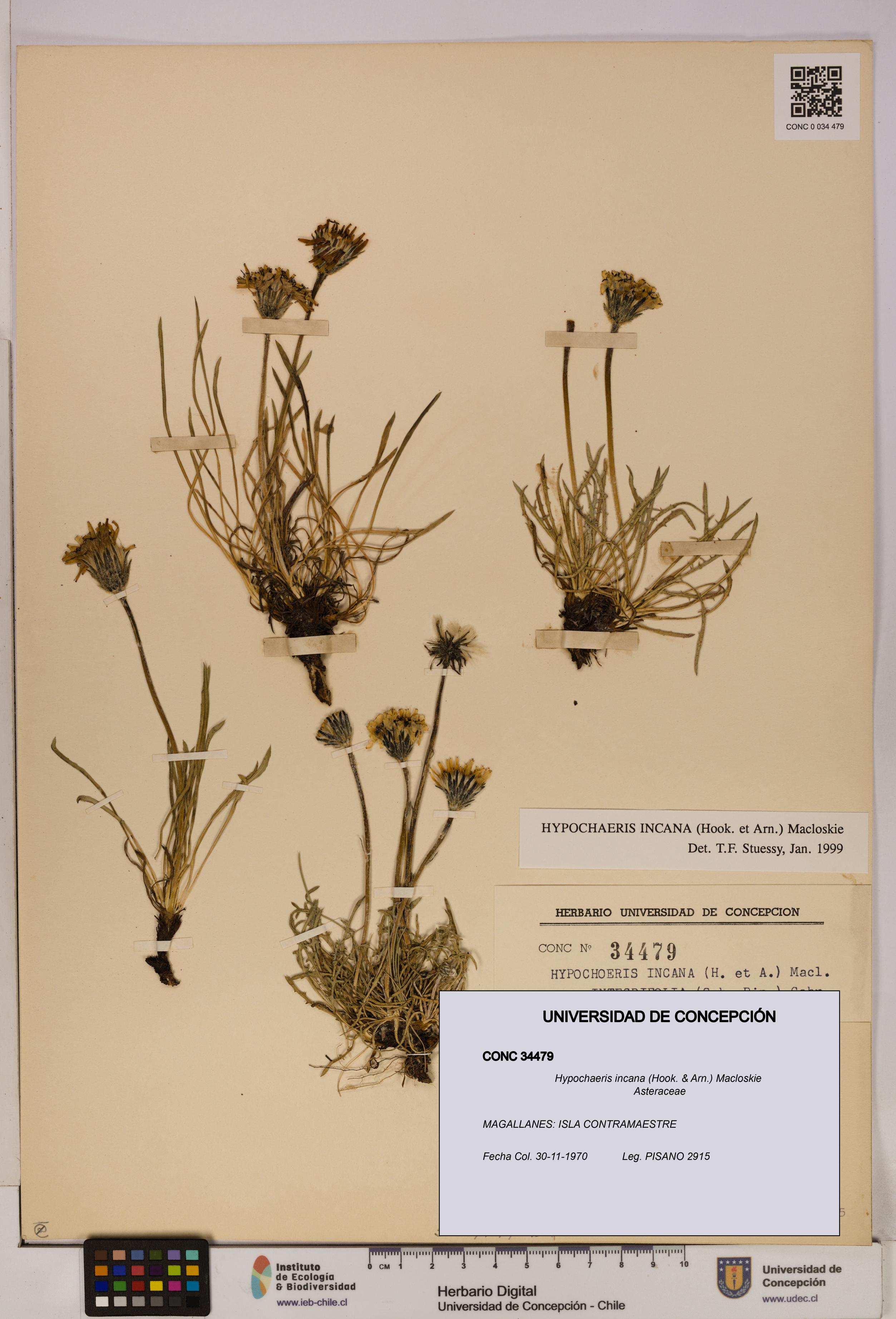 Hypochaeris incana [Espécimen: UDEC:CONC:0034479]