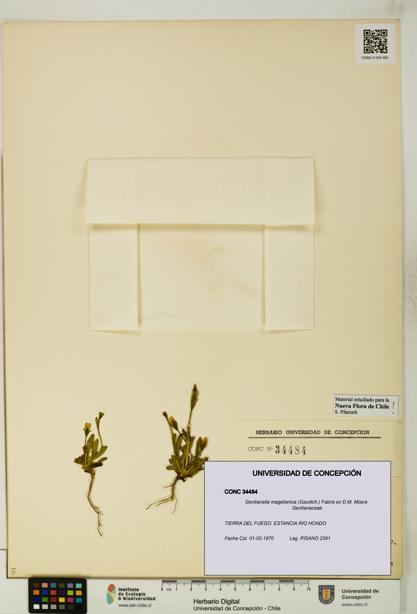 Gentianella magellanica [Espécimen: UDEC:CONC:0034484]