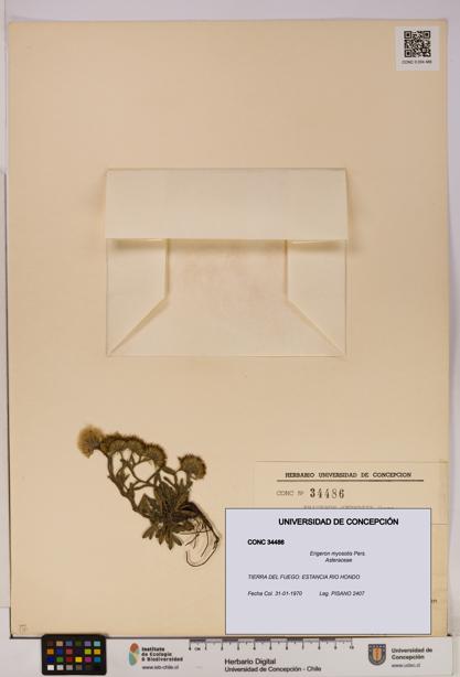 Erigeron myosotis [Espécimen: UDEC:CONC:0034486]