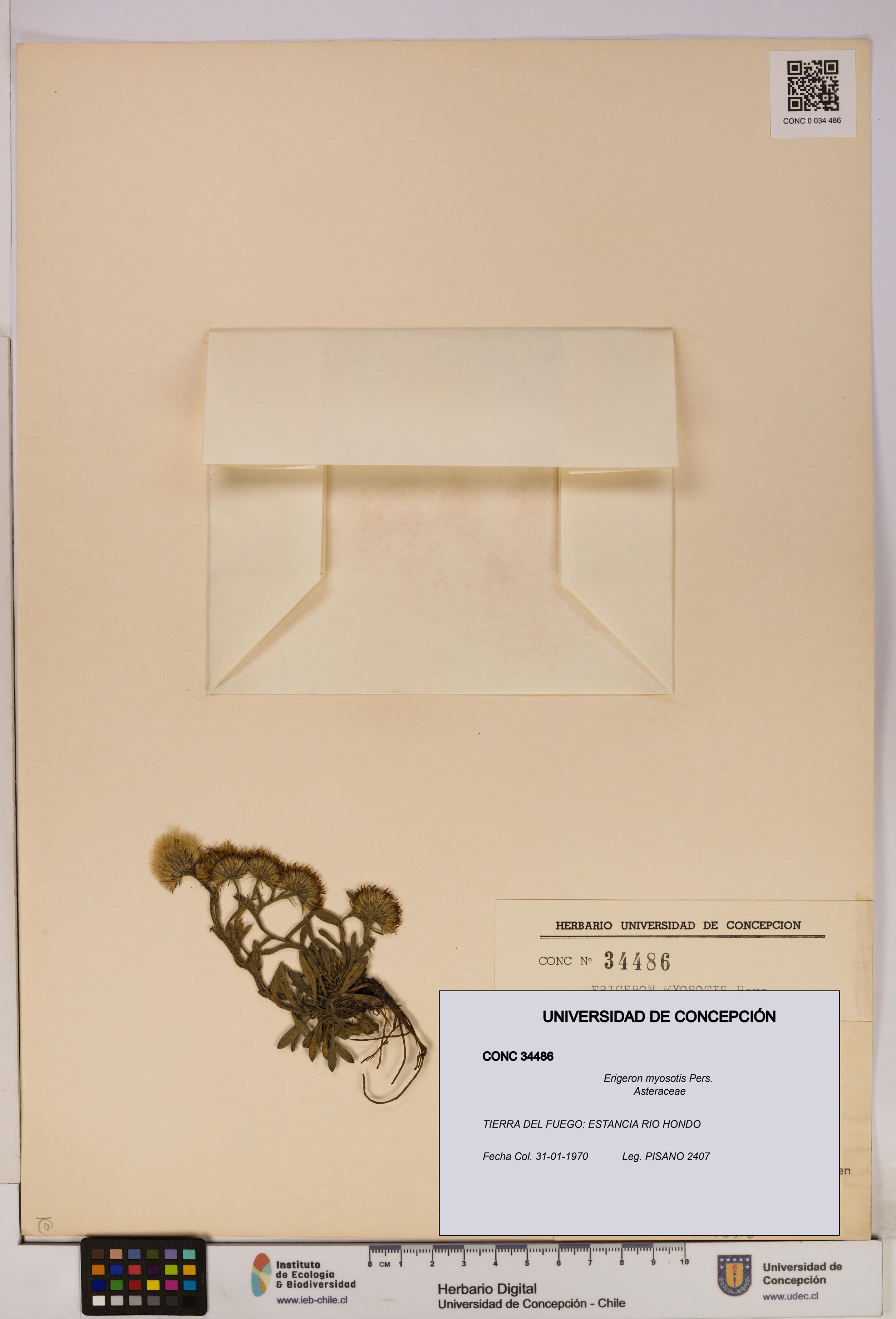 Erigeron myosotis [Espécimen: UDEC:CONC:0034486]