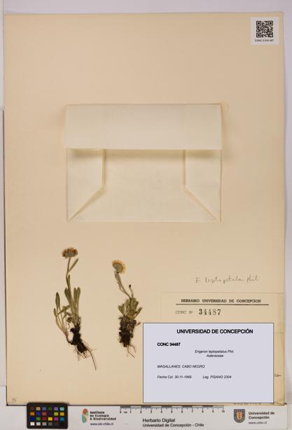 Erigeron leptopetalus [Espécimen: UDEC:CONC:0034487]