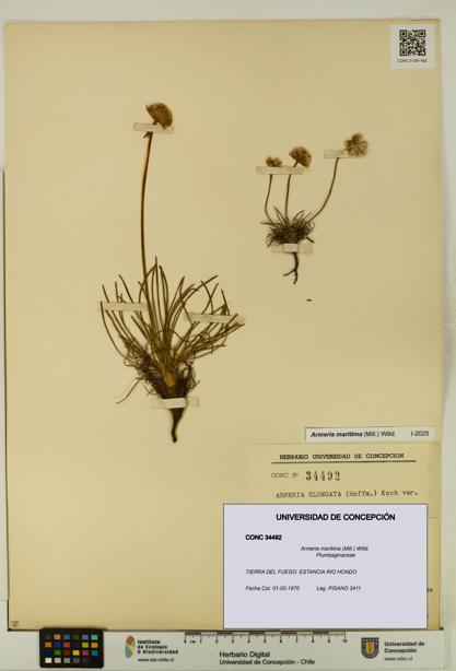 Armeria maritima [Espécimen: UDEC:CONC:0034492]